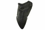 Partial Megalodon Tooth - South Carolina #295380-1